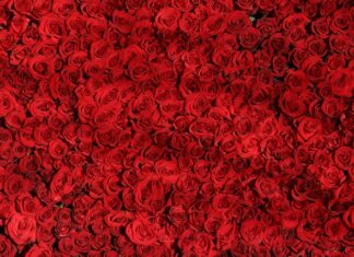 Czym się różni pianka od emulsji?