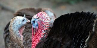 Ile kosztuje przycięcie blatu?