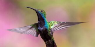 Ile trzeba mieć lat aby latać dronem?