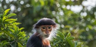 Ile jest rodzajów klocków LEGO?