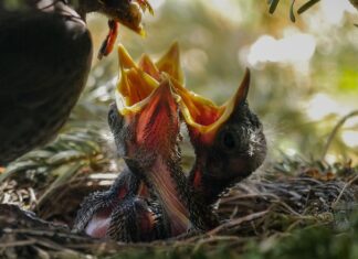 Czy można karmić tylko laktatorem? Czy można karmić tylko laktatorem?