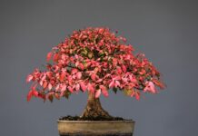 Jakie gryzaki dla szczeniąt? Jakie gryzaki dla szczeniąt?