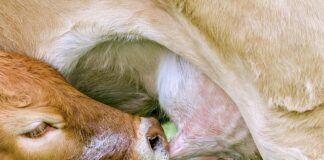 Jaki smoczek najzdrowszy?