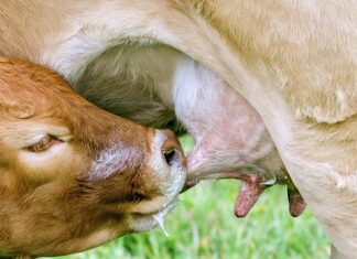 Jaki smoczek najzdrowszy? Jaki smoczek najzdrowszy?
