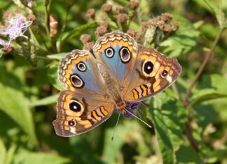 Na jakim kolorze nie widać potu?