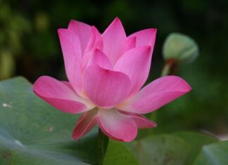 Jak się mówi po angielsku globus? Jak się mówi po angielsku globus?