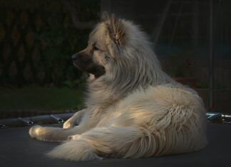 Co zamiast trampoliny w ogrodzie? Co zamiast trampoliny w ogrodzie?