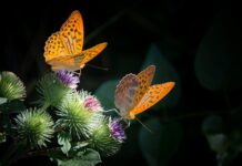 Jak zrobić masę plastyczna dla dzieci? Jak zrobić masę plastyczna dla dzieci?