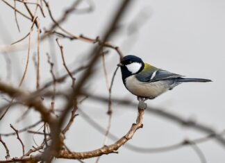 Jak zmierzyć sutki do nakładek? Jak zmierzyć sutki do nakładek?