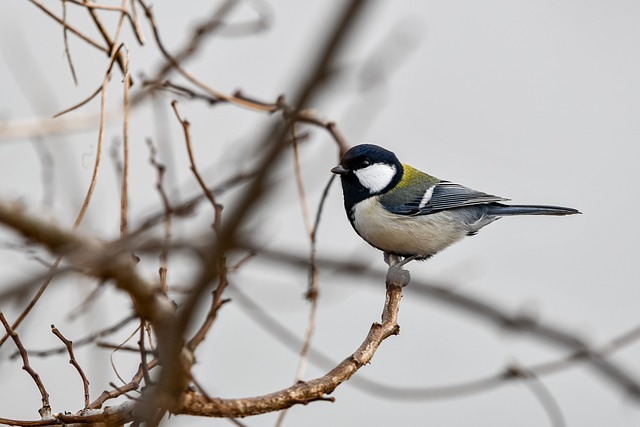 Jak zmierzyć sutki do nakładek? Jak zmierzyć sutki do nakładek?