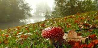 Czy człowiek grzybem jest aby do jednego miejsca przyrastał?