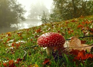 Czy człowiek grzybem jest aby do jednego miejsca przyrastał? Czy człowiek grzybem jest aby do jednego miejsca przyrastał?