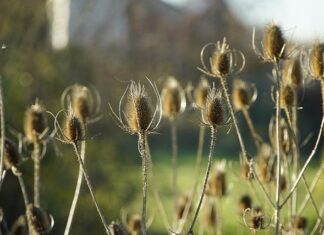 Jakie herbatki dla 2 miesięcznego dziecka? Jakie herbatki dla 2 miesięcznego dziecka?