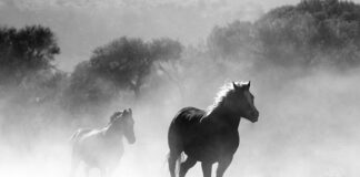 Kiedy z dzieckiem na konie?