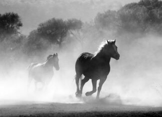 Kiedy z dzieckiem na konie?