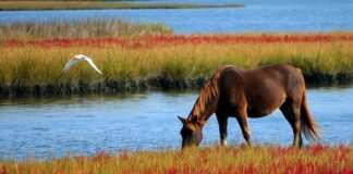 Kiedy pierwszy kucyk?