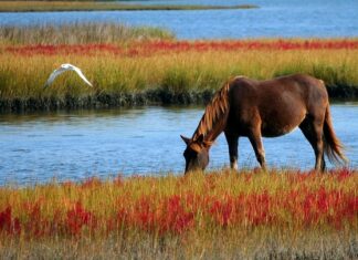 Kiedy pierwszy kucyk?