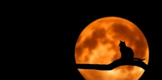 Jakie to zwierzę gra?