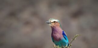 Czy wałek do malowania musi być suchy?