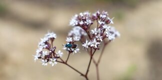 Jak zrobić gipsowe figurki?