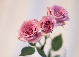 Co kupić dziecku na urodziny 2 lata?