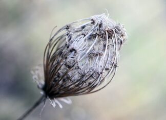 Jak zrobić girlandę z bibuły?