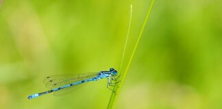 Czym zająć 4-latka w domu?