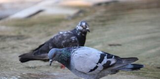 Jak odświeżyć używany wózek?