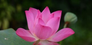 Jak jest po angielsku WF?