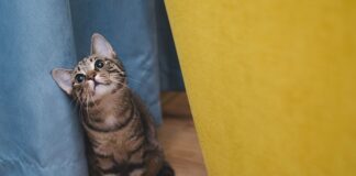 Jaki to zwierzak gra Egmont?