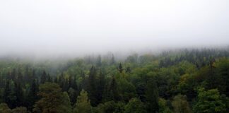 Jak najtaniej zasłonić okna?