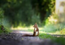 Jak po angielsku nazywa się wiewiórka?