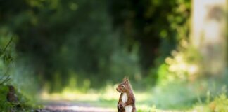 Jak po angielsku nazywa się wiewiórka?