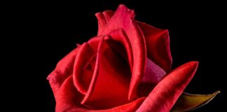 Jak się nazywa czerwona lalka z Rainbow High?