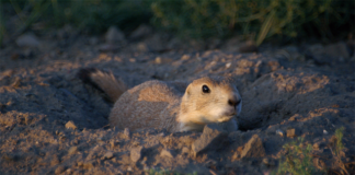 Co można zrobić z resztek mydła?
