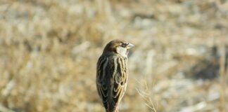 Jak zrobić własną girlandę?