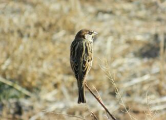 Jak zrobić własną girlandę?