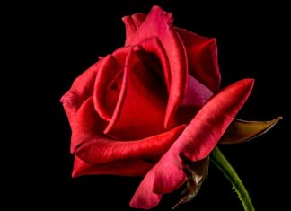 Co oznacza czerwona gumka na nadgarstku?