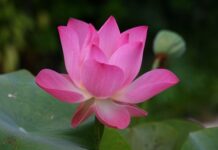 Jak się mówi po angielsku biurko?