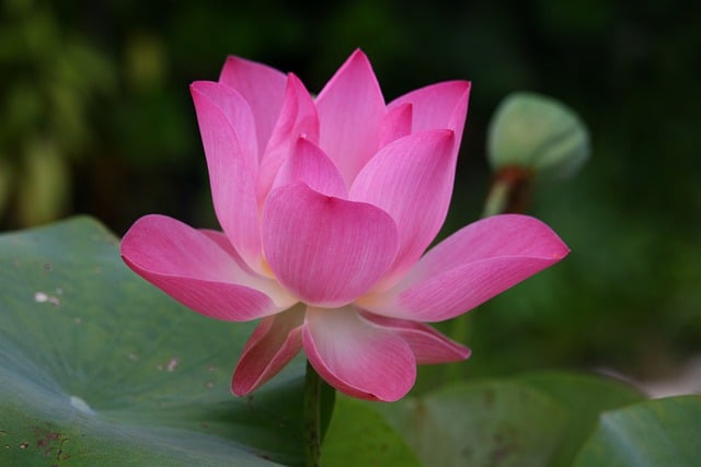 Jak się mówi po angielsku biurko? Jak się mówi po angielsku biurko?