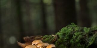 Jak zamontować listwy do blatu?