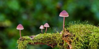 Jakie są rodzaje klocków?