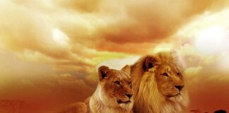 Dlaczego koty lubią pudełka?