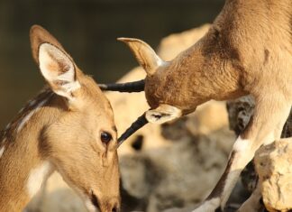 Czym smarować na otarcia? Czym smarować na otarcia?