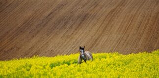 Jak przetrwać długa podróż samochodem z niemowlakiem?