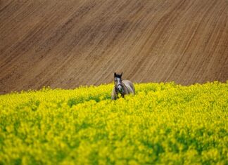 Jak przetrwać długa podróż samochodem z niemowlakiem? Jak przetrwać długa podróż samochodem z niemowlakiem?