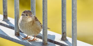 Jak odróżnić prawdziwy jedwab od sztucznego?