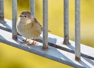 Jak odróżnić prawdziwy jedwab od sztucznego?