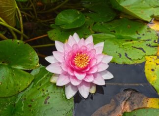 Czy podkładka dla dziecka jest bezpieczna? Czy podkładka dla dziecka jest bezpieczna?