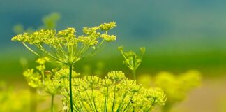 Czy matka karmiąca może pić koper włoski?